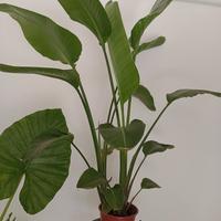 Strelizia Nicolai grande 