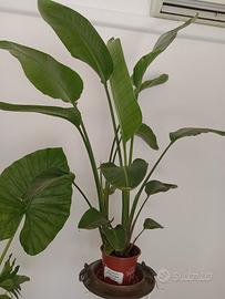 Strelizia Nicolai grande 