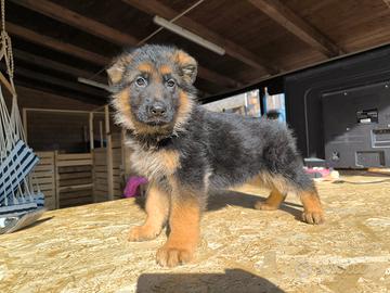Cuccioli di pastore tedesco