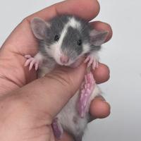 Cuccioli di ratto da compagnia