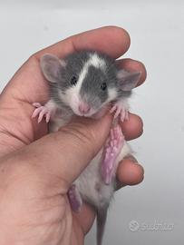 Cuccioli di ratto da compagnia