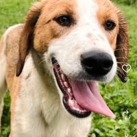 Cagnolini in adozione taglia medio contenuta