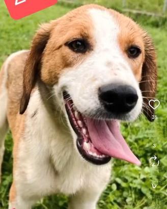 Cagnolini in adozione taglia medio contenuta