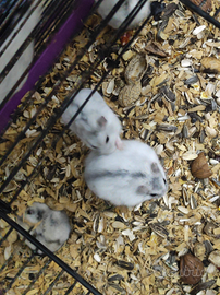 Nuovi arrivi criceti russi