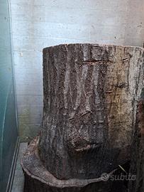 tronco quercia