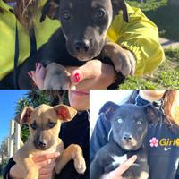 Adotta cuccioli meravigliosi 2 mesi e mezzo