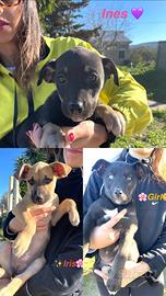 Adotta cuccioli meravigliosi 2 mesi e mezzo