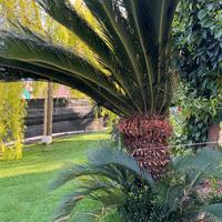 Cycas Femmina