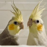 Calopsite faccia pastello