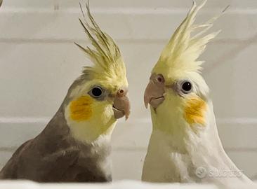 Calopsite faccia pastello