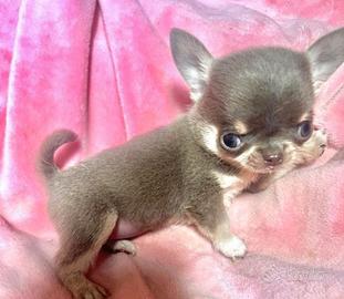 Chihuahua