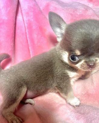 Chihuahua