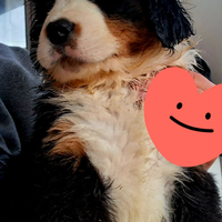 Bovaro del bernese