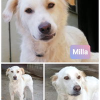 MILLA creatura speciale in ADOZIONE