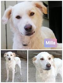MILLA creatura speciale in ADOZIONE