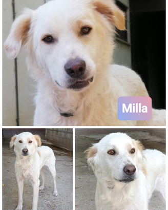 MILLA creatura speciale in ADOZIONE