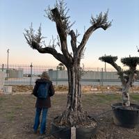 Pianta olivo leccino altezza 330/350 cm