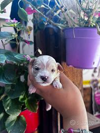 Maltipoo mini toy/teacup