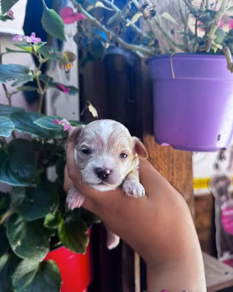 Maltipoo mini toy/teacup