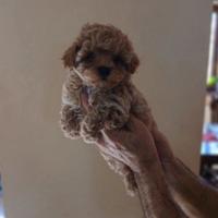 Maltipoo