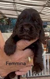Cocker spaniel inglese