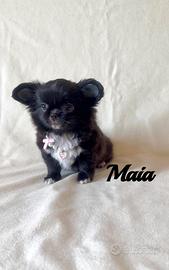 Chihuahua femmina a pelo lungo con pedigree enci