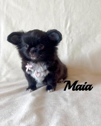 Chihuahua femmina a pelo lungo con pedigree enci