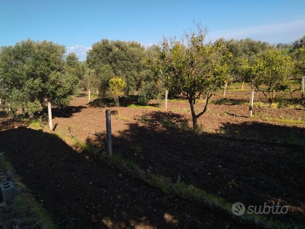 Terreno agricolo con casetta