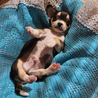 Chihuahua mini mini