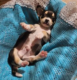 Chihuahua mini mini