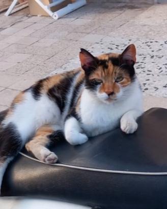 Gattina randagia