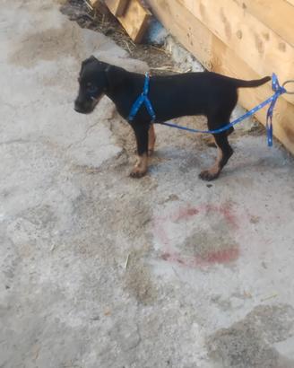 Jagd terrier
