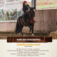 CAVALLO CRIOLLO Liguria