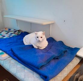 Gatto bianco