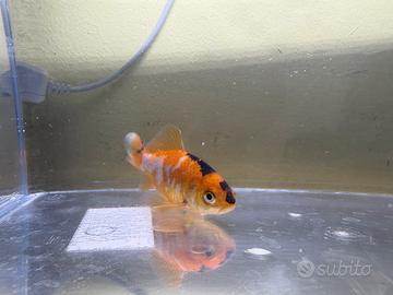 Carpa koi