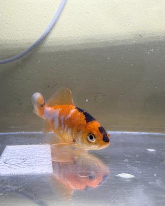 Carpa koi