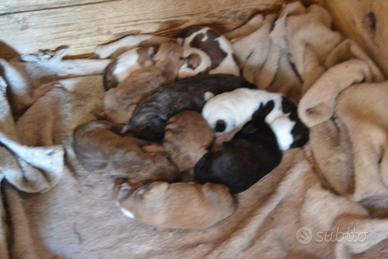 5 cuccioli di segugio maremmano.-