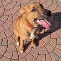 Cucciolo 5 mesi marrone