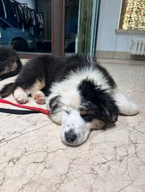 Cucciola pastore australiano