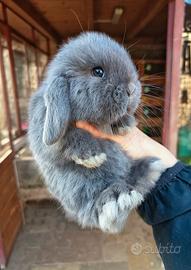 Conigli minilop cuccioli