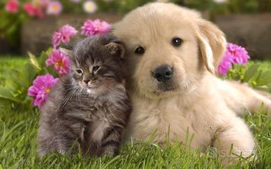 Cagnolina o gattina