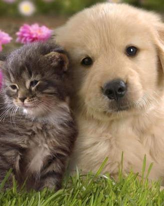 Cagnolina o gattina