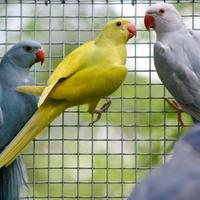 Parrocchetto dal collare