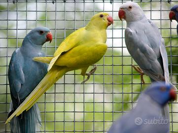 Parrocchetto dal collare