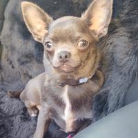 Cucciolo Chihuahua pelo corto blue