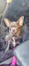Cucciolo Chihuahua pelo corto blue