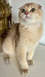 Gattina Scottish fold allevamento pedigree