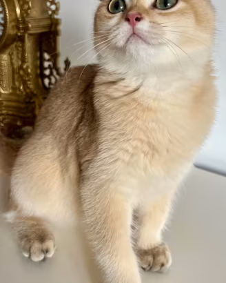 Gattina Scottish fold allevamento pedigree
