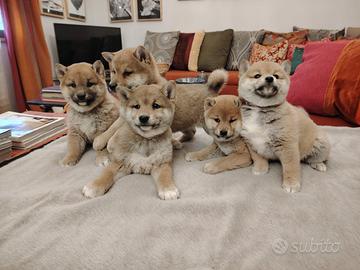 Shiba inu