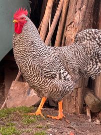 Gallo